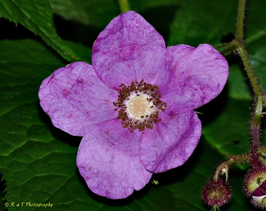 {Rubus odoratus}